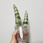 世界らん展日本大賞2018に行ってきたぞ!