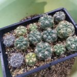 サボテンの植え替え時期について。まずはギムノカリキウムから始まる!