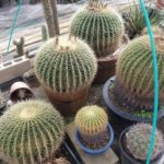 カクタス広瀬さんに行ってきたぞ!2018春