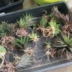 ハオルシア(ハオルチア)をベラボンで植え替えるぞ!
