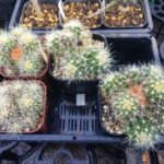植え替えの有無で金鯱の群生株化はどうなった?