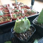 謎のサボテンPfeiffera ianthotheleの成長