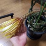 4年越しの夢がついに叶う!セレニケレウス大輪柱咲く!