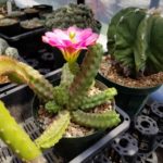 エキノケレウス桃太郎の開花タイムラプス動画