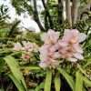 ディズニーシーに植物見学に行ってきたぞ!(一般植物編)