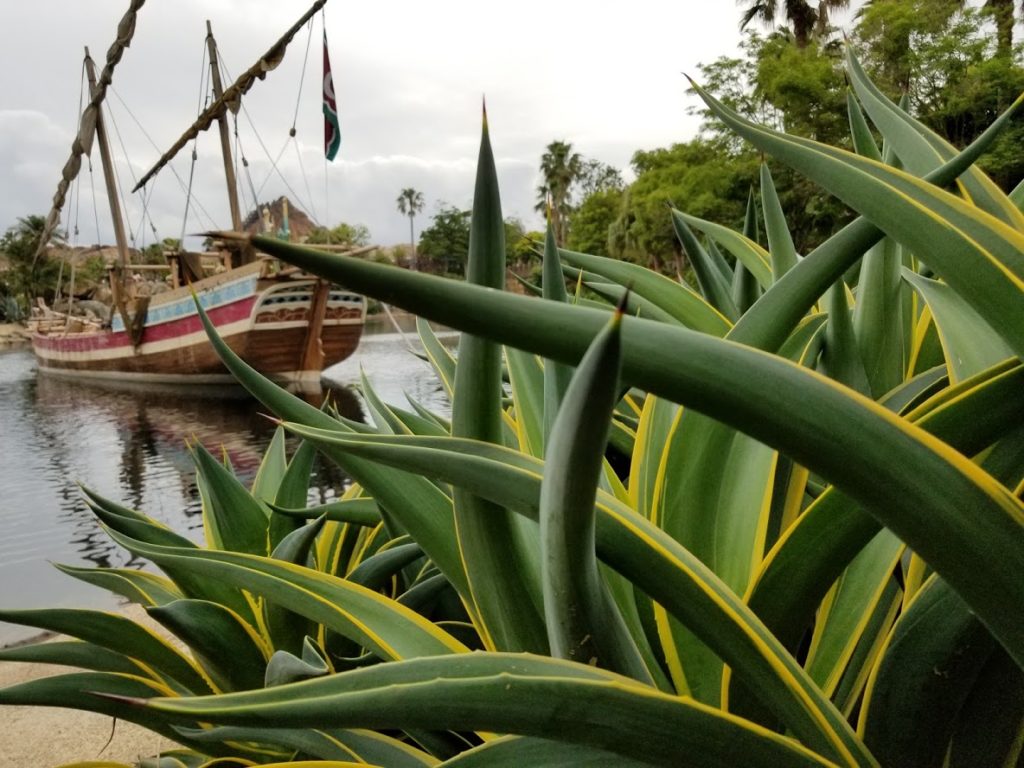 ディズニーシーに植物見学に行ってきたぞ!(多肉植物編)