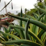 ディズニーシーに植物見学に行ってきたぞ!(多肉植物編)
