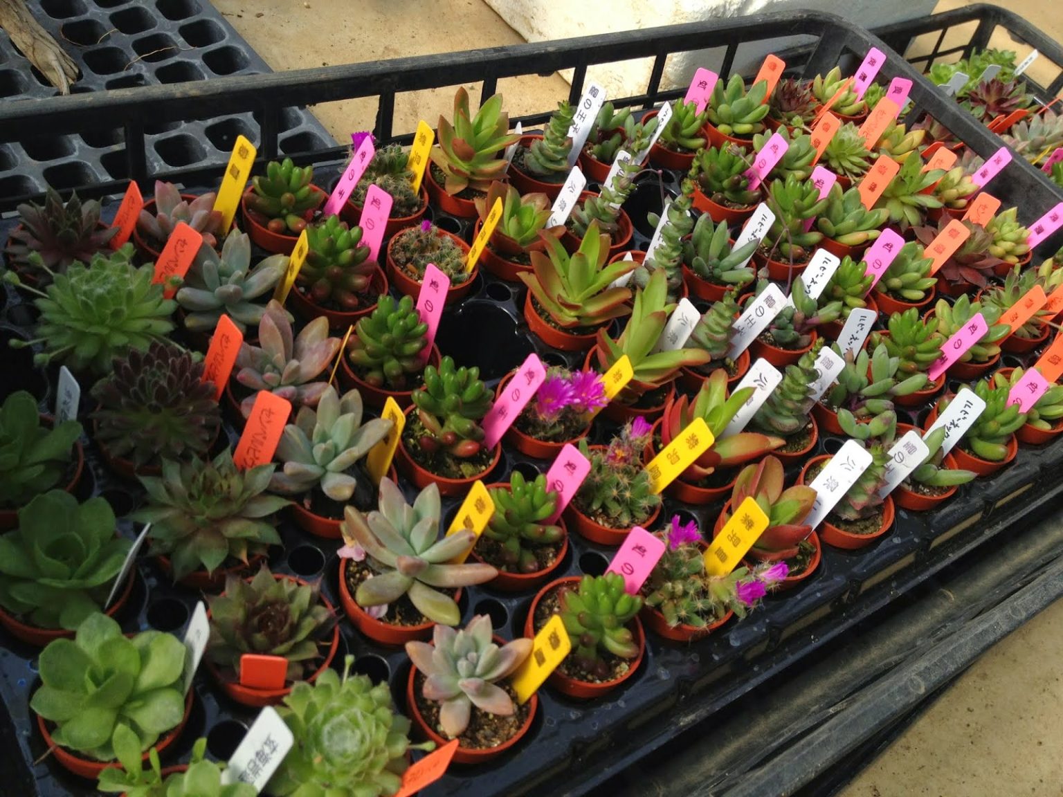 カクタス広瀬さんに行ってきたぞ!2015春 スーパーサボテンタイム