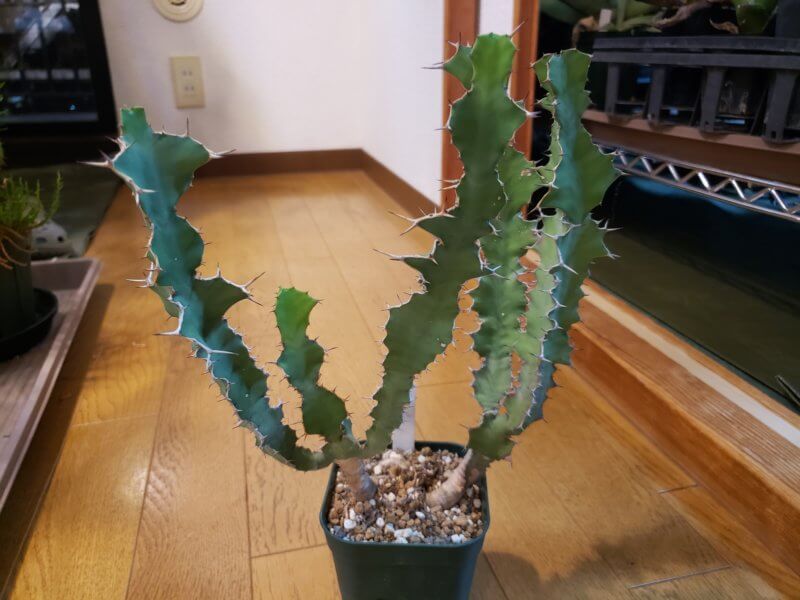 Euphorbia cactus var. tortirama