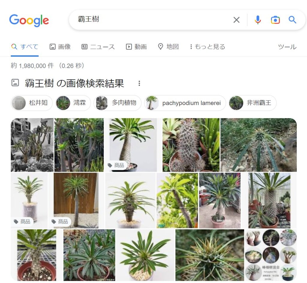 霸王樹