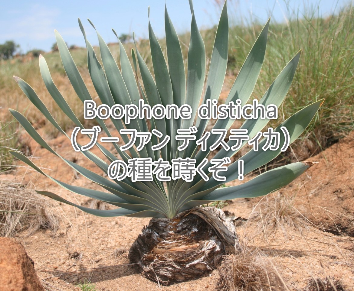 Boophone_disticha